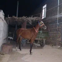 مادیان|اسب و تجهیزات اسب‌سواری|کرمانشاه, |دیوار