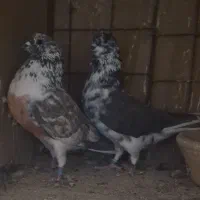 پنج جفت نرماده پرشی