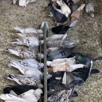 تعدادی کبوتر هفترنگ خطی