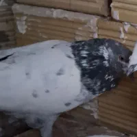 کفتر پاکستانی|حیوانات|اصفهان, حصه شمالی|دیوار