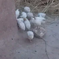 جوجه خروس