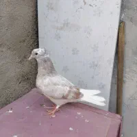 شازده هفرنگ