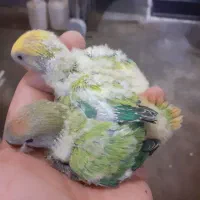 فروش جوجه طوطی برزیلی