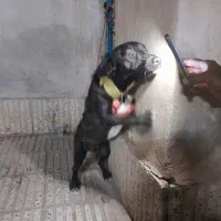 سگ نژاد دار سرابی