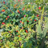 سیم کارت کد یک همراه اول