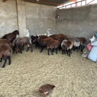 میش هترو بره دار و آبستن قزل افشار