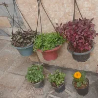 گل های آپارتمانی خیلی سرحال