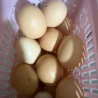 تخم مرغ محلی