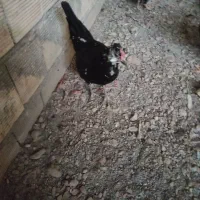 تخم مرغ نطفه دار گلین