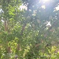 باغ انگور سرحال بارده با بنا7/200متری|فروش دفتر صنعتی، کشاورزی، تجاری|تاکستان, |دیوار