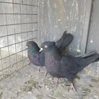 کبوتر ابادانی|پرنده|محمدشهر, جعفرآباد|دیوار