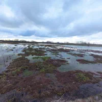 زمین یک هکتارشالیزارسنتی براصلی خیابان متری۳۵۰هزار|فروش دفتر صنعتی، کشاورزی، تجاری|لاهیجان, گلستان|دیوار