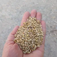 جو و گندم، برای کشاورزان و دامداران عزیز|لوازم جانبی حیوانات|قزوین, |دیوار