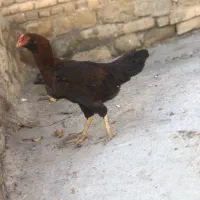 مرغ لاری اصل|حیوانات مزرعه|صومای برادوست, |دیوار