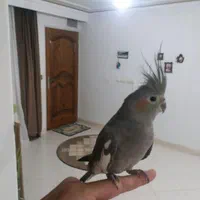 عروس هلندی سینامون