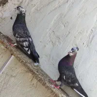 کفتر