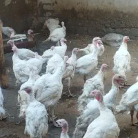 فروش مرغ و بوقلمون