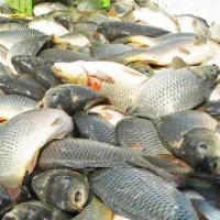 تولید تکثیر توضیح بچه ماهی شیراز