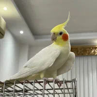 طوطی گمشده آسایش۵|پرنده|رشت, سلیمانداراب|دیوار