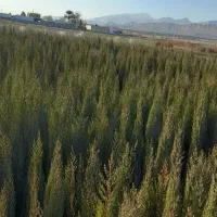 نهال سروناز شیراز اصلی و انواع نهال ها و نشا