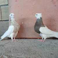 طوقی اجری الماسی شکلاتی زرد سرخ کرم نسل دار