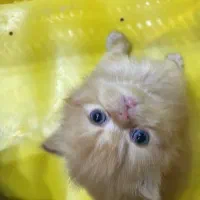 پرشین سوپر فلت نر