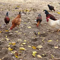 خروس کردی محلی|حیوانات مزرعه|جوانرود, |دیوار