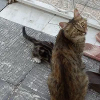واگذاری رایگان گربه