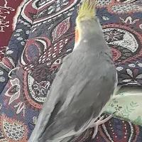 عروس هلندی گم شده