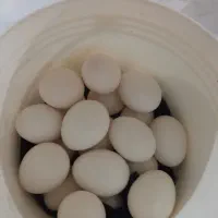 تخم مرغ محلی تازه