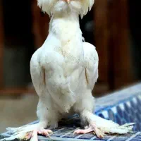 نیمچه در نژادهای برهما،پولند،سلطان،لهستانی|حیوانات مزرعه|اصفهان, بوستان ناژوان|دیوار