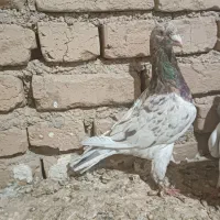 کبوتر زرد هفت رنگ نر و موشی نقره‌ای|پرنده|الوند, |دیوار