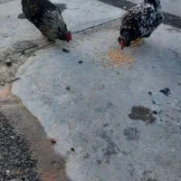 مرغ و خروس گلین