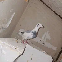 پرنده (کفتر)|پرنده|مشهد, نیزه|دیوار