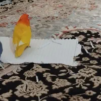 طوطی برزیلی