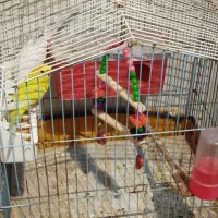 مرغ عشق در ملاثانی