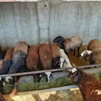 میش چاق|حیوانات مزرعه|هشتگرد, تهران دشت|دیوار