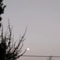 نیازمند باغبان