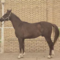 نریان ۲سروارداتی