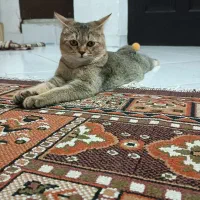 فروش بچه گربه اسکاتیش خانگی تربیت شده