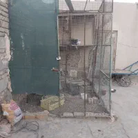 فنس