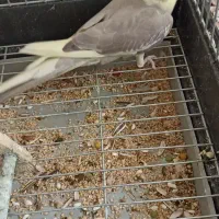 عروس هلندی جوجه|پرنده|بهارستان, |دیوار