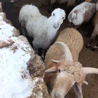 بره گوشتی و پرواری|حیوانات مزرعه|بجنورد, |دیوار