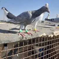 کفتر بوم