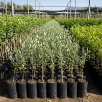 فروش فوری نهال زیتون با موجودی محدود|خدمات باغبانی و درختکاری|ساری, |دیوار