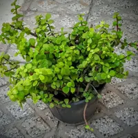 سه تاگل زیبادونه ای100