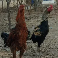 لاری خروس اوشامو|حیوانات مزرعه|ماهدشت, |دیوار