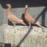 کفتر پرنده|پرنده|تربت‌حیدریه, مسجد جامع|دیوار