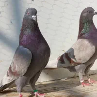 بلندپروازان آسمان|پرنده|مشکین‌دشت, |دیوار