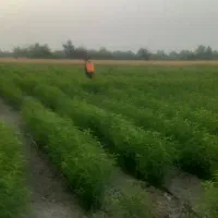 تولید کننده نهال هلو و شلیل